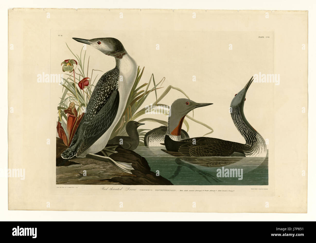 Le Red-Throated Diver, une espèce de plongeon, se trouve à travers l'Arctique. Connu pour sa gorge rouge distinctive pendant la saison de reproduction, c'est un oiseau migrateur qui passe une grande partie de l'année dans les milieux marins. Banque D'Images