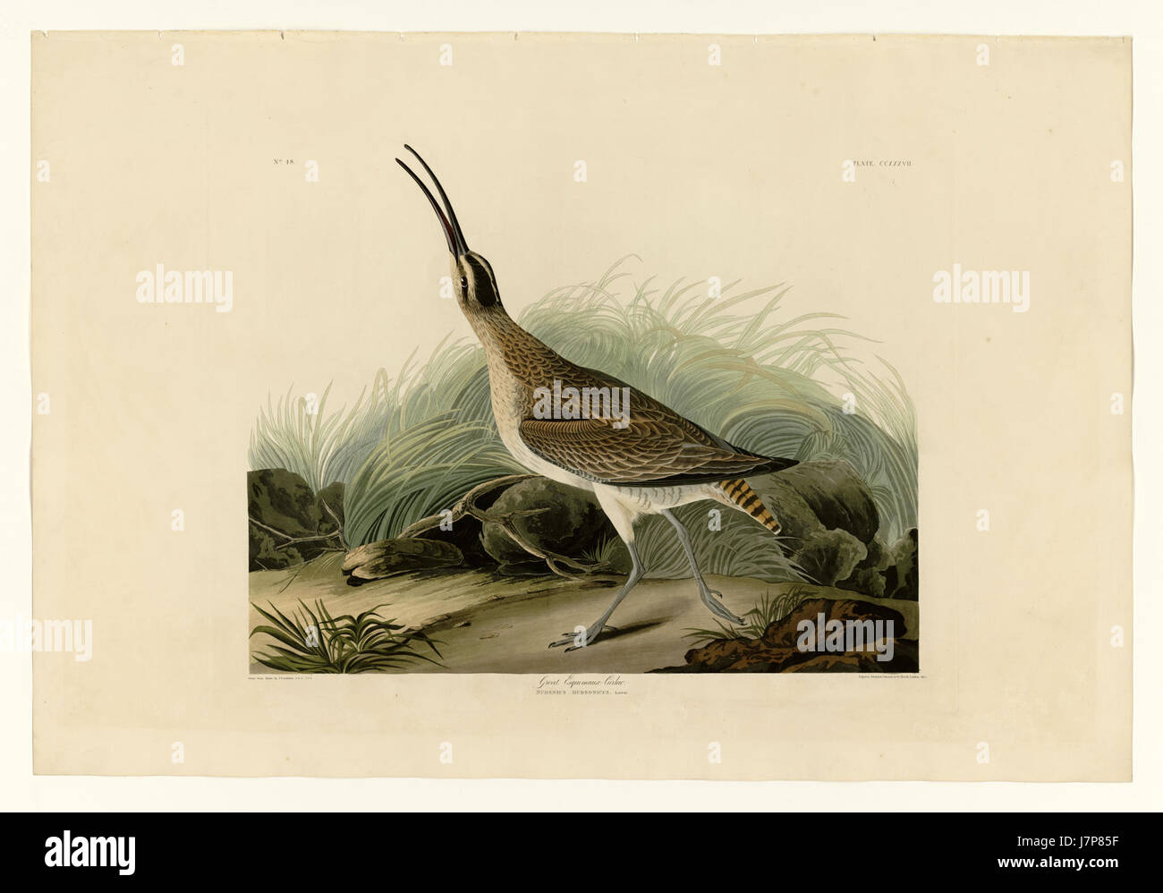 Une illustration du Grand Curlis des Esquimaux, une espèce d'oiseau originaire des régions arctiques, qui met en évidence ses caractéristiques et son habitat distinctifs. Banque D'Images