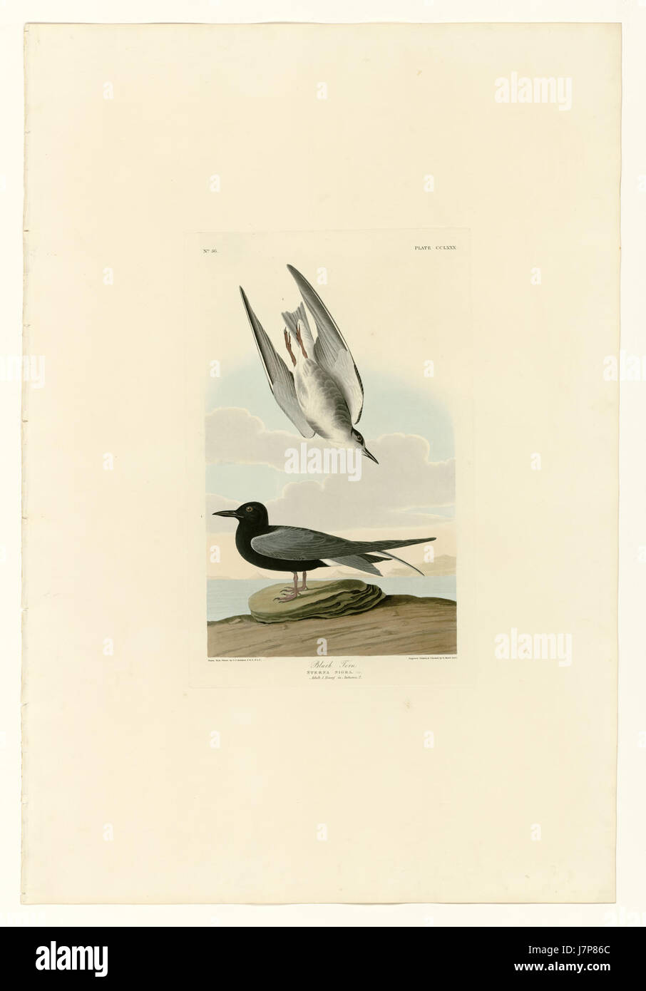 La sterne noire (Chlidonias Niger) est une petite espèce d'oiseaux migrateurs que l'on trouve dans les milieux humides. Connue pour son plumage noir distinctif et son comportement, elle est une partie importante des écosystèmes des zones humides. Banque D'Images