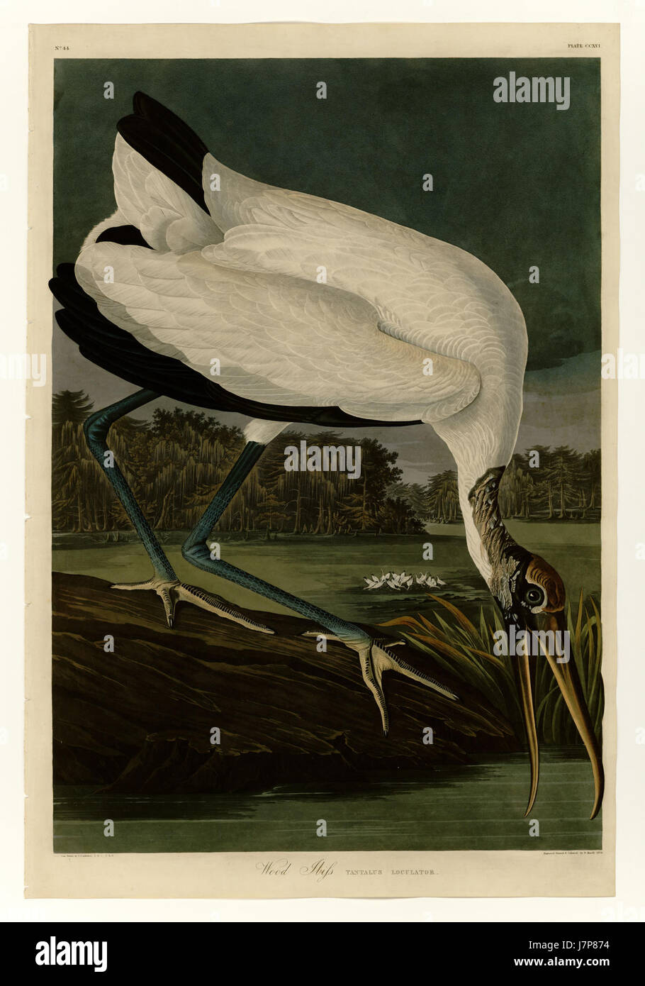 216 Ibiss bois Banque D'Images