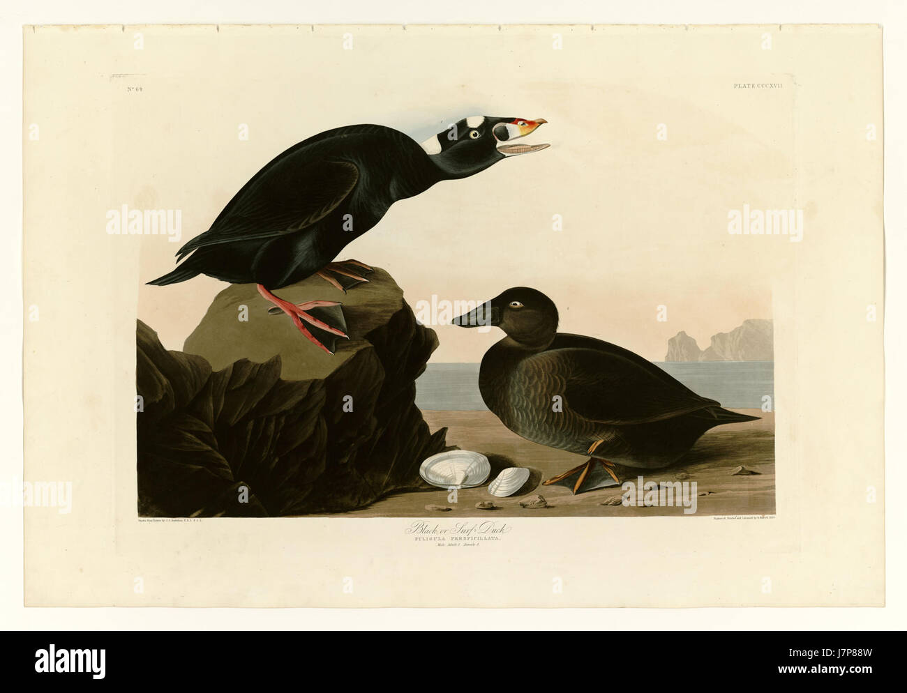 317 Canard noir, ou Surf Banque D'Images