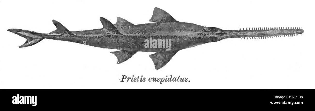 Anoxypristis cuspidata, également connu sous le nom de poisson-scie, est une espèce de poisson à nageoires rayonnées que l'on trouve dans les zones côtières. Il est reconnu pour son museau allongé, semblable à une scie, qui est utilisé pour la chasse et la défense. Banque D'Images