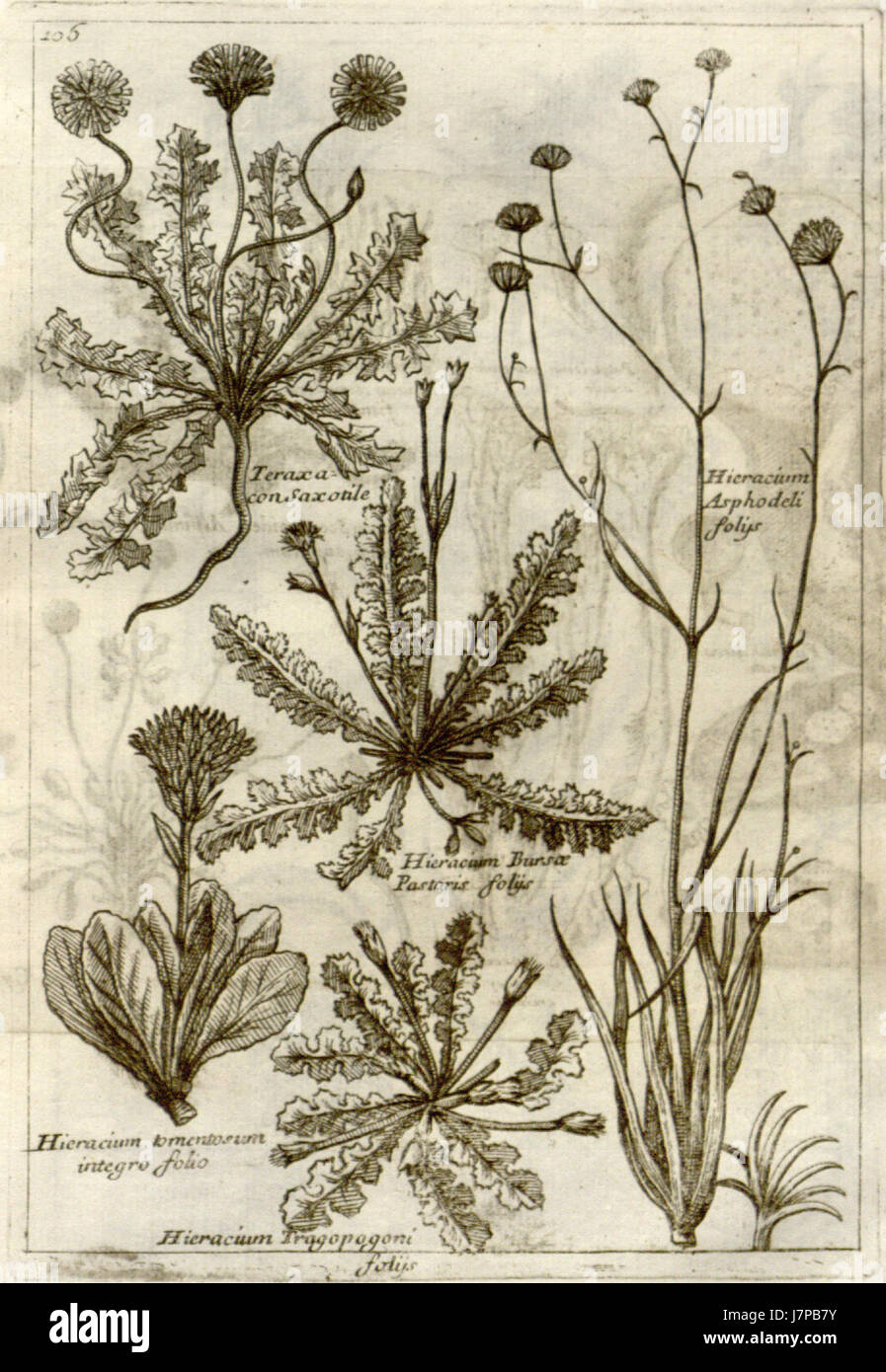 Une référence au Museo di Piante rare, un musée botanique fondé en 1697, présentant des espèces végétales rares et contribuant à la recherche botanique. Banque D'Images