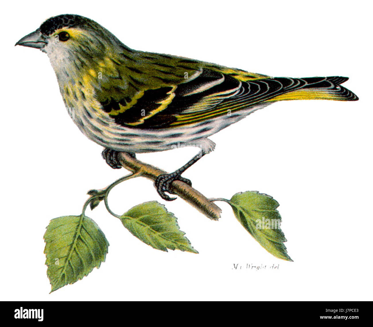 Carduelis spinus, communément appelé le siskin eurasien, est un petit oiseau chanteur originaire d'Europe et d'Asie. Cette espèce est reconnue pour son plumage vert éclatant et ses marques noires. On le trouve couramment dans les forêts et les jardins. Banque D'Images