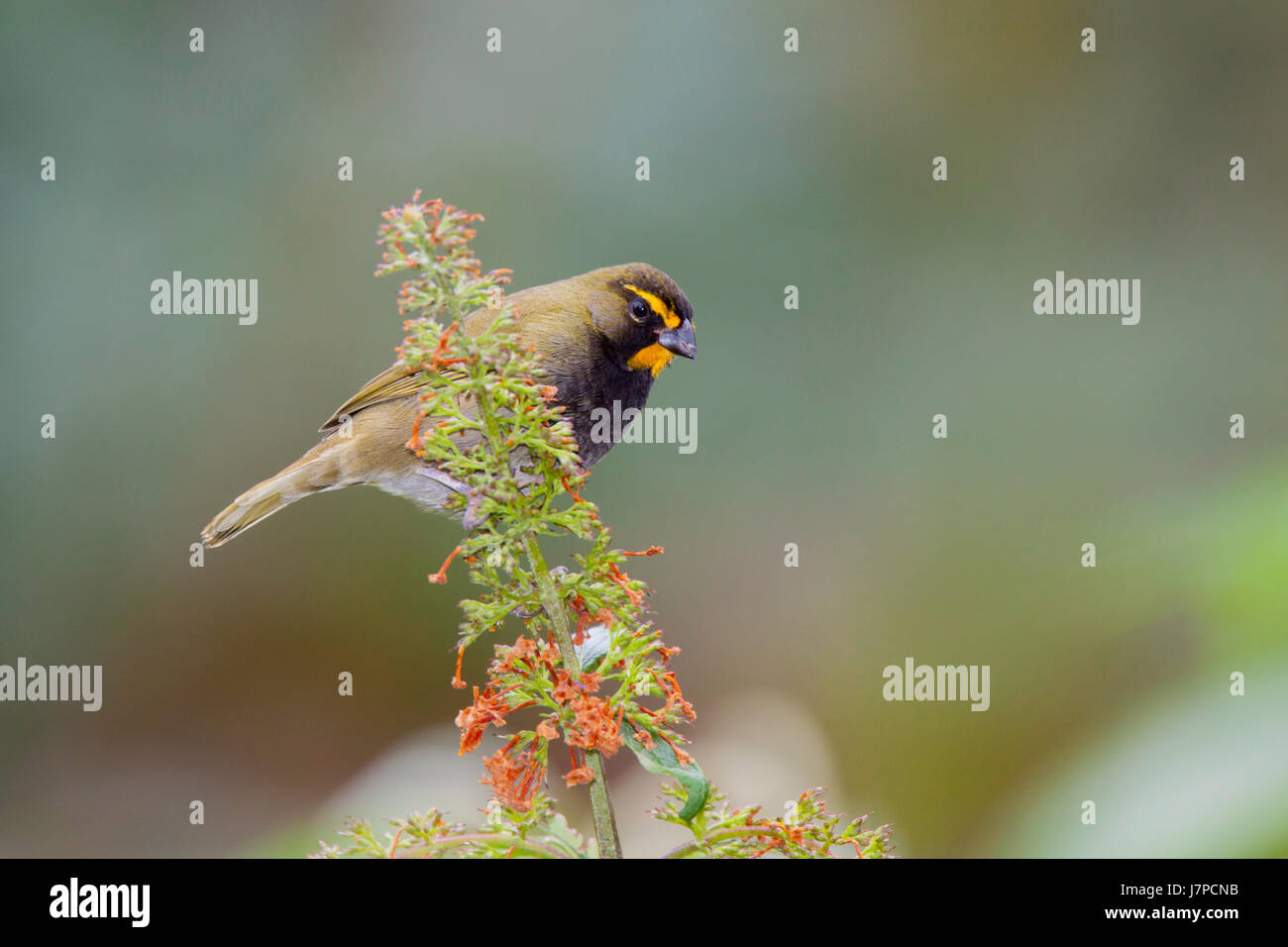 Yellow-faced Grassquit Tiaris olivaceus San Jose, Costa Rica 7 novembre 2013.12 mâles adultes Banque D'Images