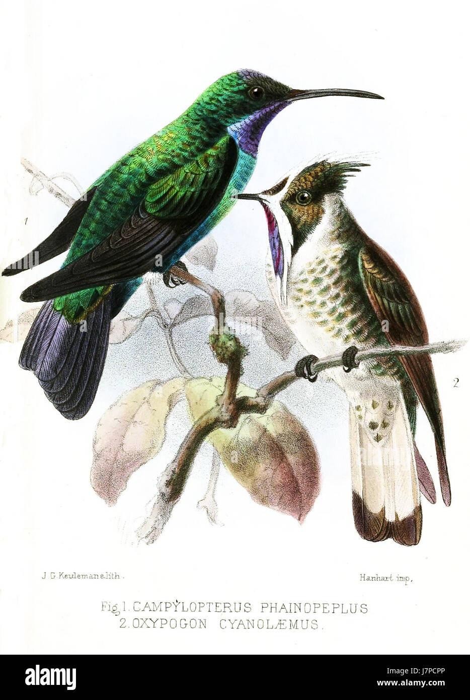 Campylopterus et Oxypogon sont des genres de colibris, connus pour leur plumage vibrant et leur vol agile. Représentés par Keulemans, un artiste renommé de sujets aviaires, ces oiseaux sont originaires d'Amérique centrale et d'Amérique du Sud. La peinture capture les caractéristiques détaillées et les couleurs vives des colibris, mettant en valeur la beauté de ces espèces dans leur habitat naturel. Banque D'Images