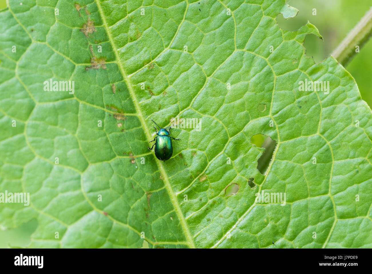 Un quai vert Beetle (Gastrophysa viridula) Banque D'Images