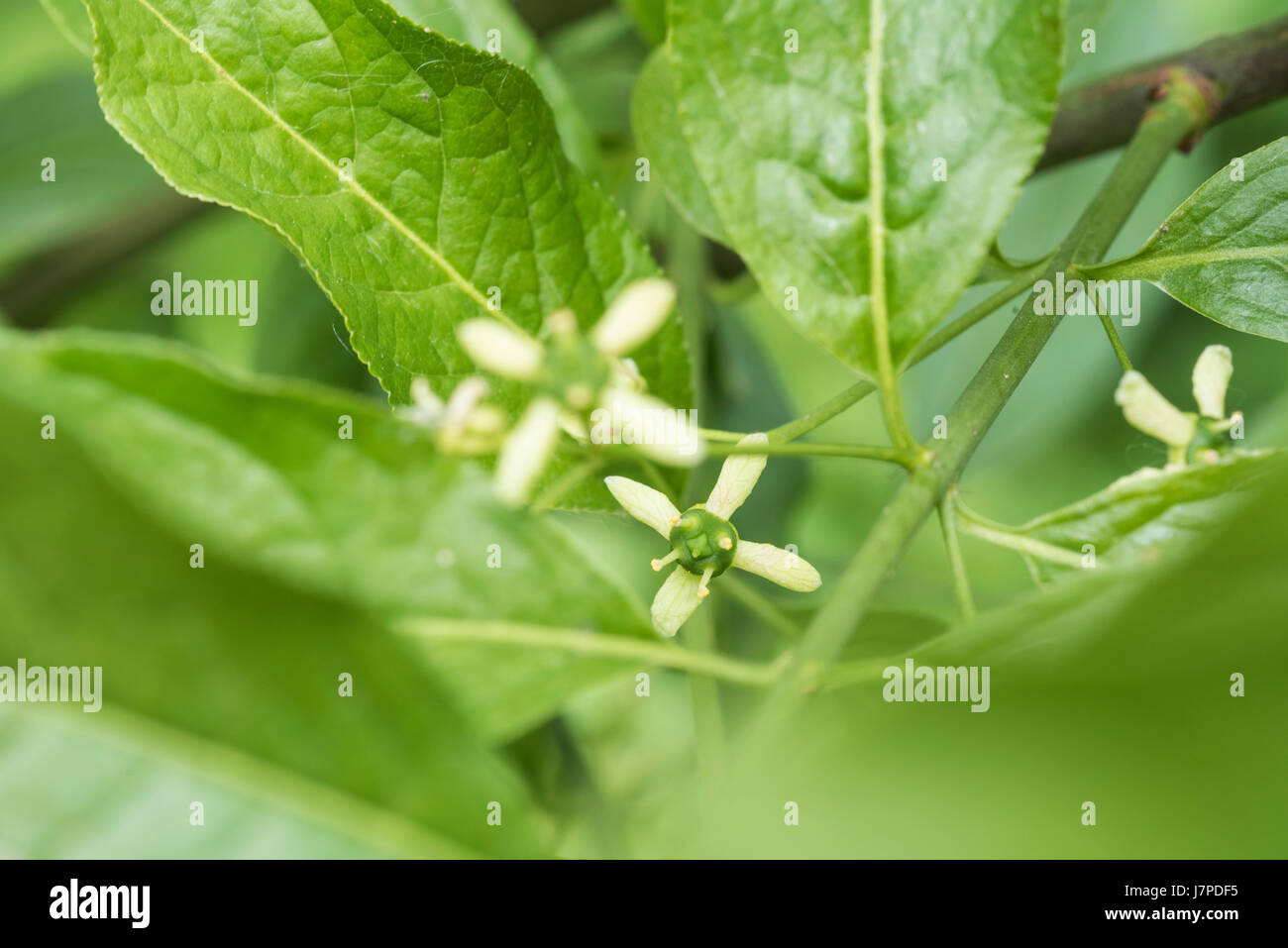 Fleurs de la fusée (Euonymus europaea) Banque D'Images