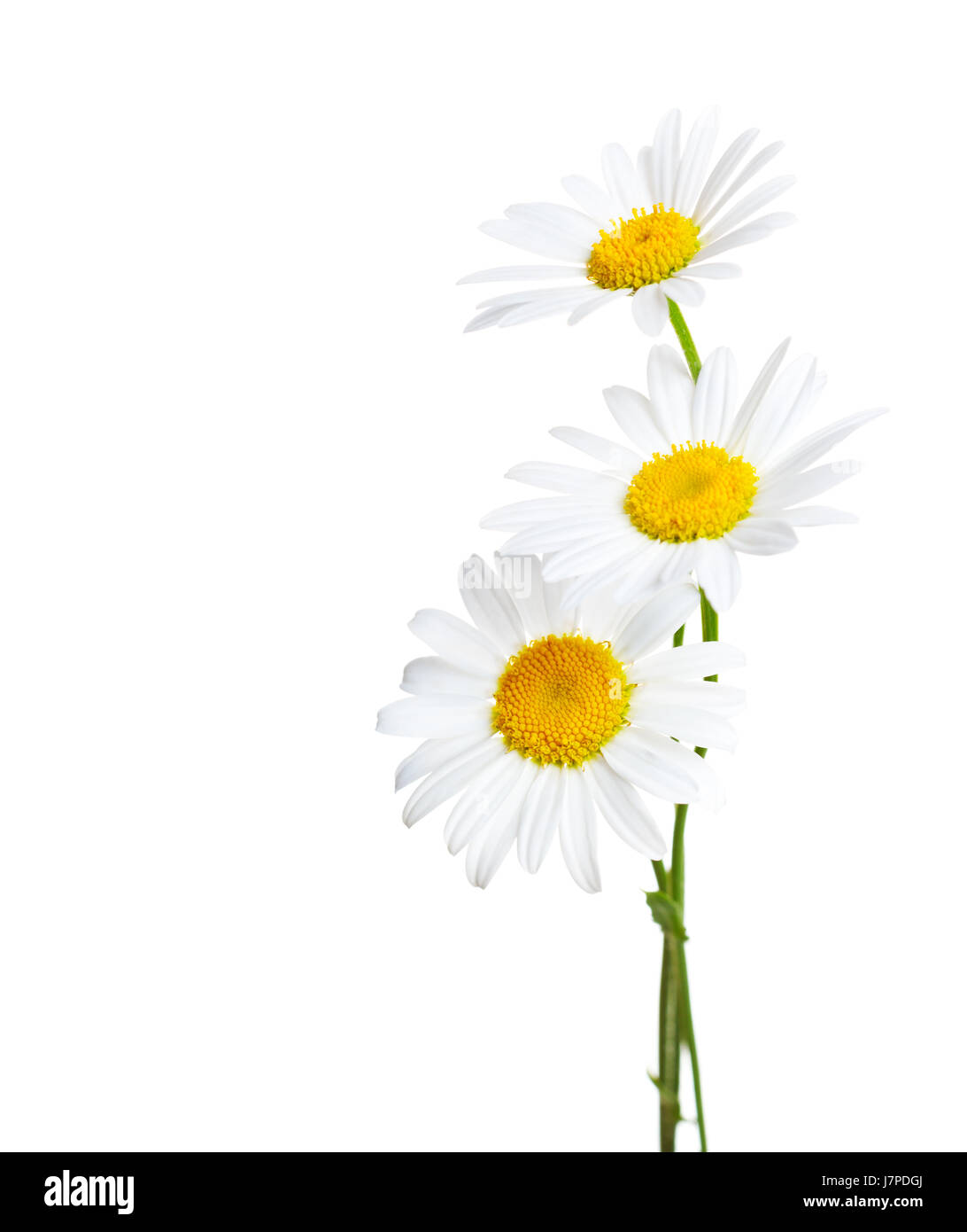 Trois fleurs de Сhamomiles ( Ox-Eye Daisy ) isolé sur fond blanc Banque D'Images