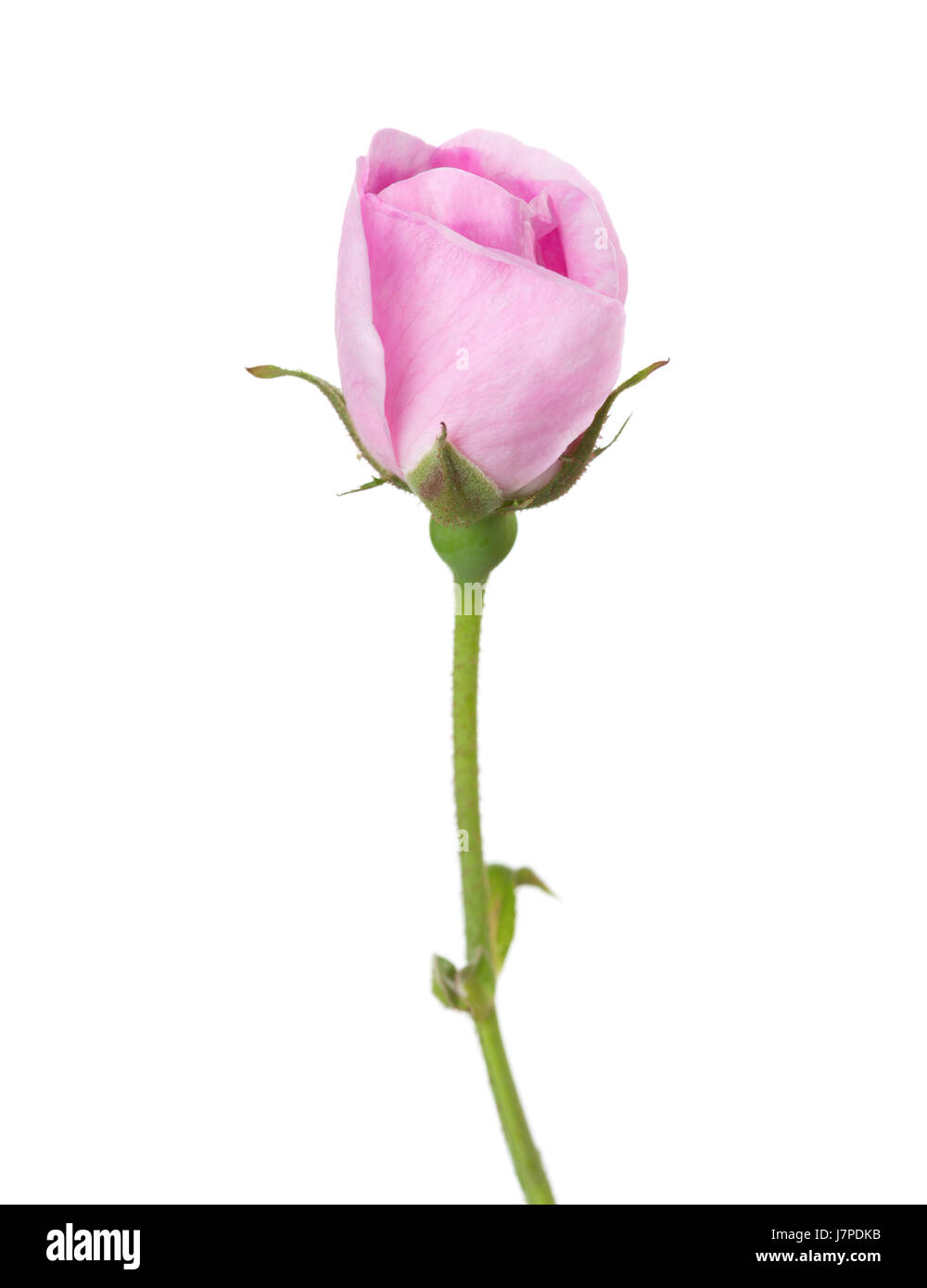 Rose clair rose isolé sur blanc. Rose Thé Banque D'Images