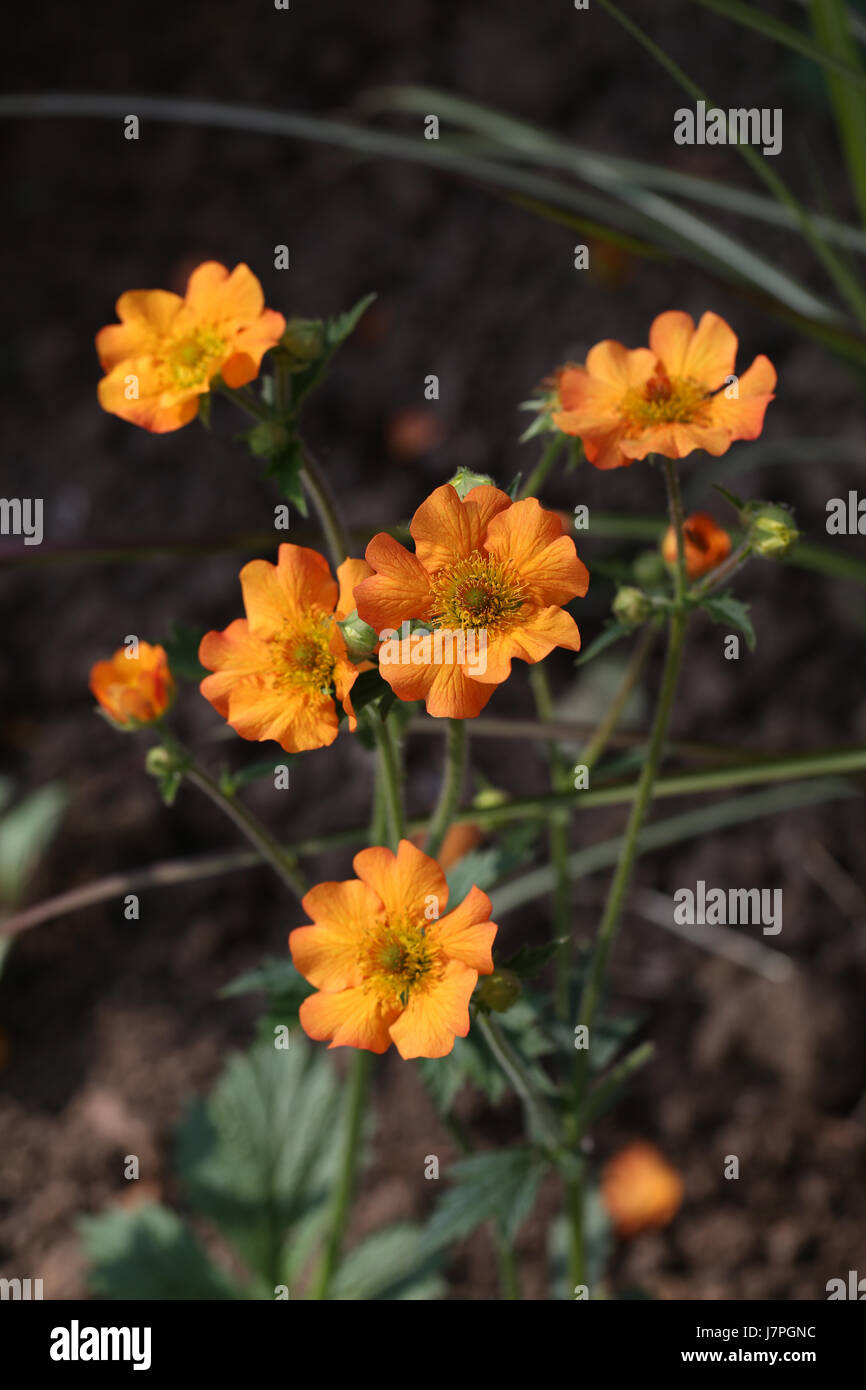 Geum 'Tangerine' totalement à la floraison des plantes d'un jardin d'été frontière. Les fleurs de la Plante Geum sont particulièrement attrayants pour les pollinisateurs. Banque D'Images