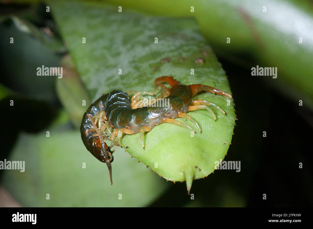 Centipede géant (Ethmostigmus rubripes), Far North Queensland, Queensland, Australie, FNQ Banque D'Images