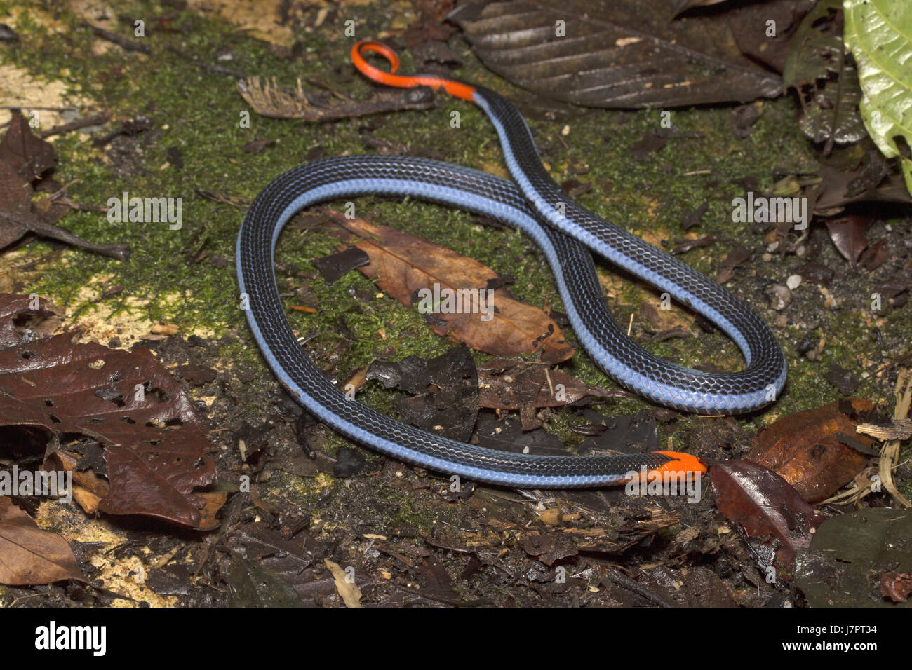 Blue Coral Snake Banque D'Images