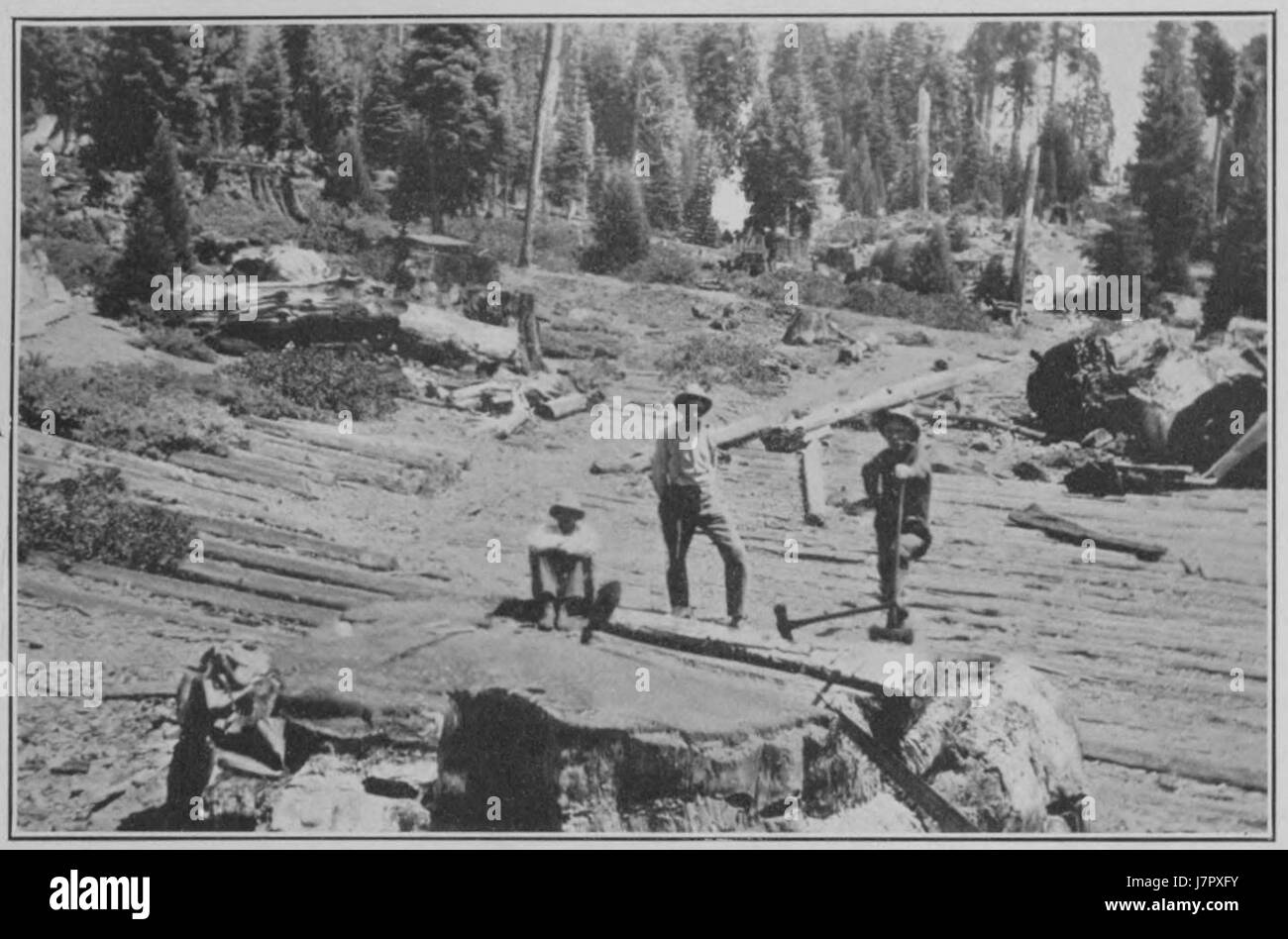 Les cycles climatiques et la croissance de l'arbre 7A Plaque Banque D'Images