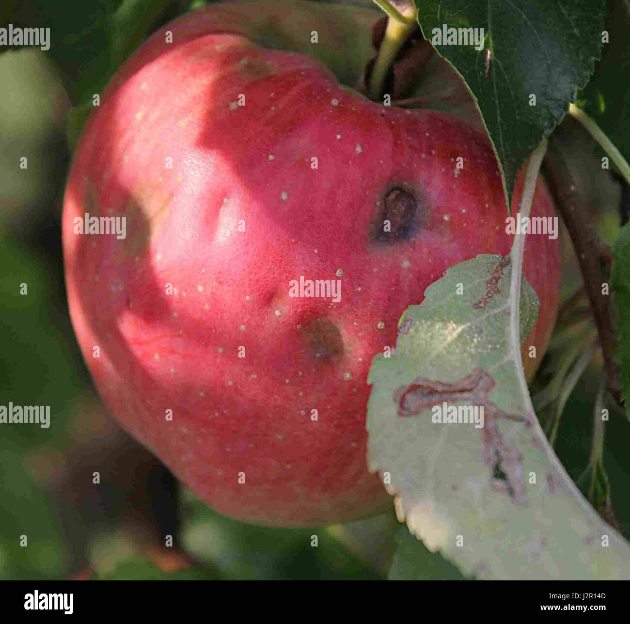 Il s'agit d'un événement, d'un objet ou d'une référence le 17 août 2012. Le nombre 9999 12b indique probablement un identifiant ou un code spécifique pour l'objet ou l'événement référencé. Banque D'Images