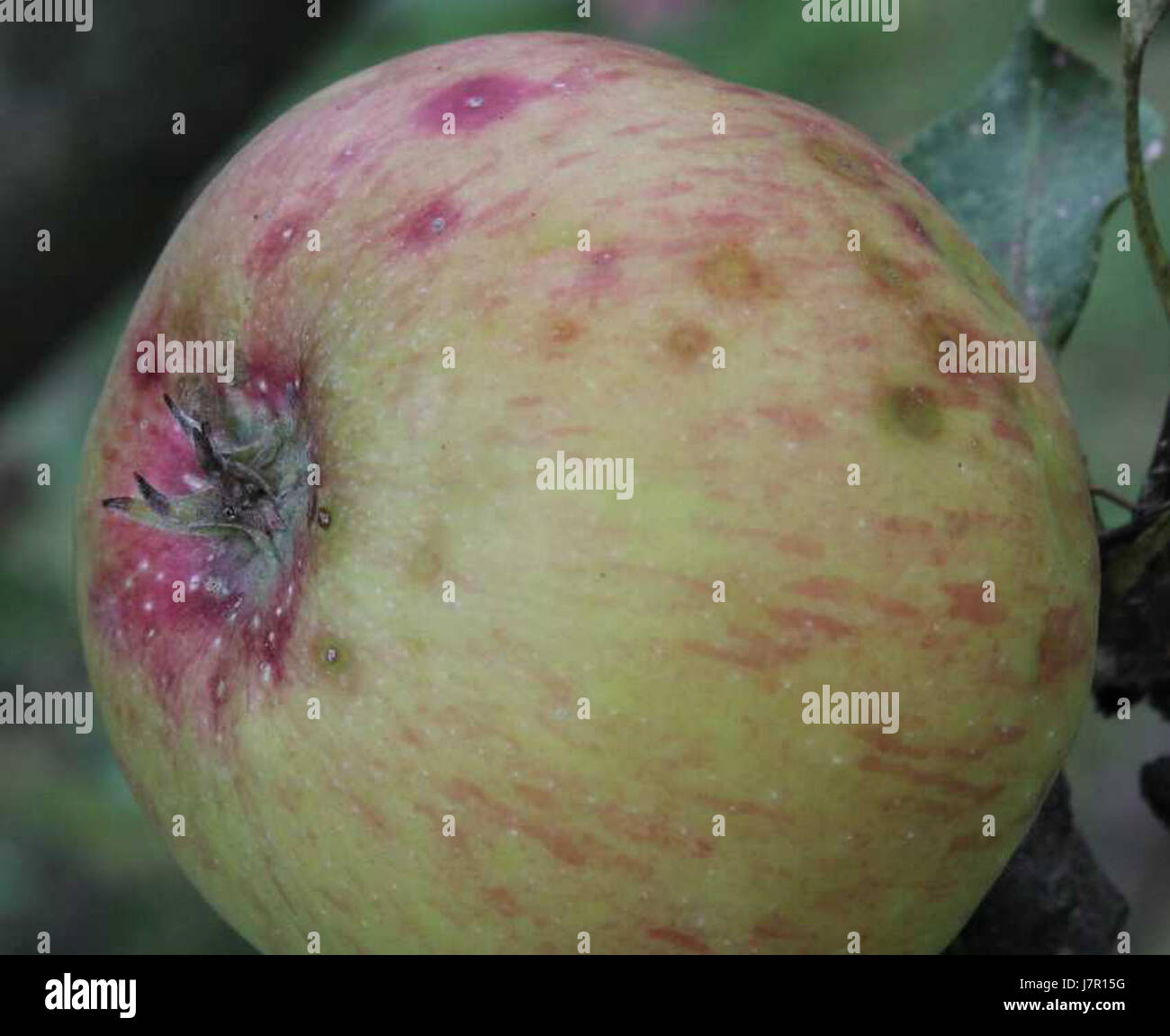 Cette image du 17 août 2012 montre un événement ou un moment significatif, marqué par un code unique. Les détails exacts de l'événement ou du contexte ne sont pas précisés, mais peuvent faire partie d'un dossier historique ou personnel spécifique. Banque D'Images