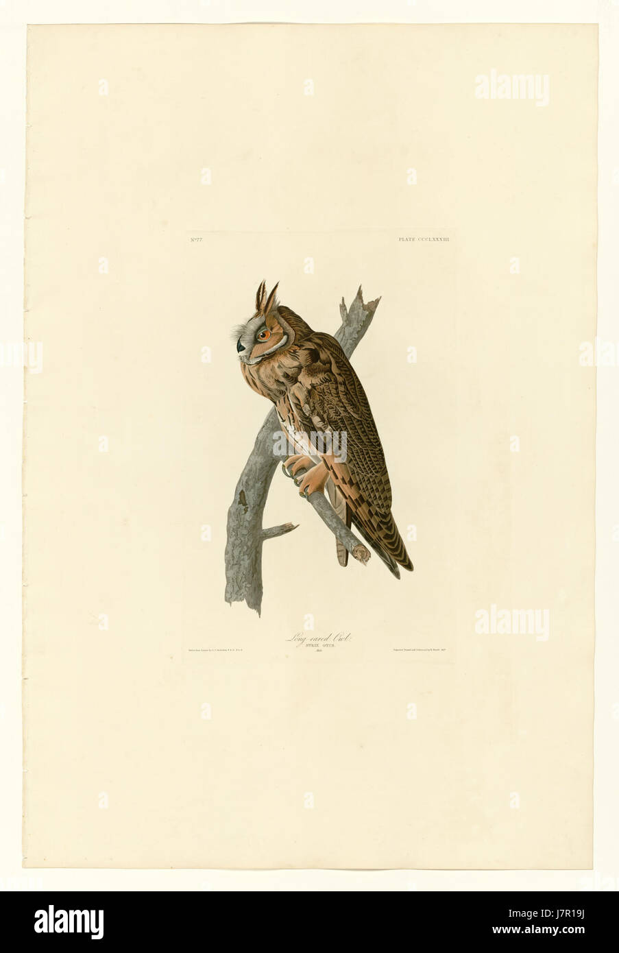 La chouette à longues oreilles (Asio otus) est une espèce de chouette de taille moyenne connue pour ses longues touffes d'oreilles distinctives. On le trouve dans une gamme d'habitats, y compris les forêts, les terres agricoles et les prairies. Ce hibou est nocturne et propage principalement de petits mammifères. Banque D'Images