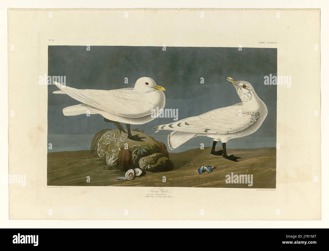 Mouette blanche 287 Banque D'Images Mouette blanche 287 Banque D'Images