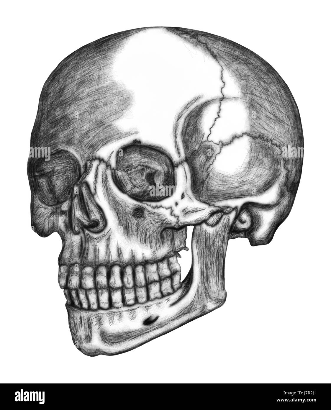 Illustration du crâne humain isolé sur fond blanc Banque D'Images