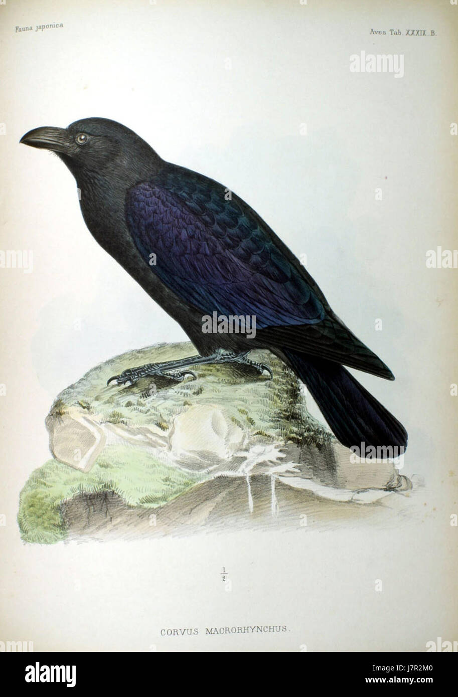 Corvus macrorhynchus, connu sous le nom de corbeau à gros bec, est une espèce de corbeau originaire du Japon, caractérisée par son grand bec et son apparence distincte. Il fait partie de la faune diversifiée du Japon. Banque D'Images
