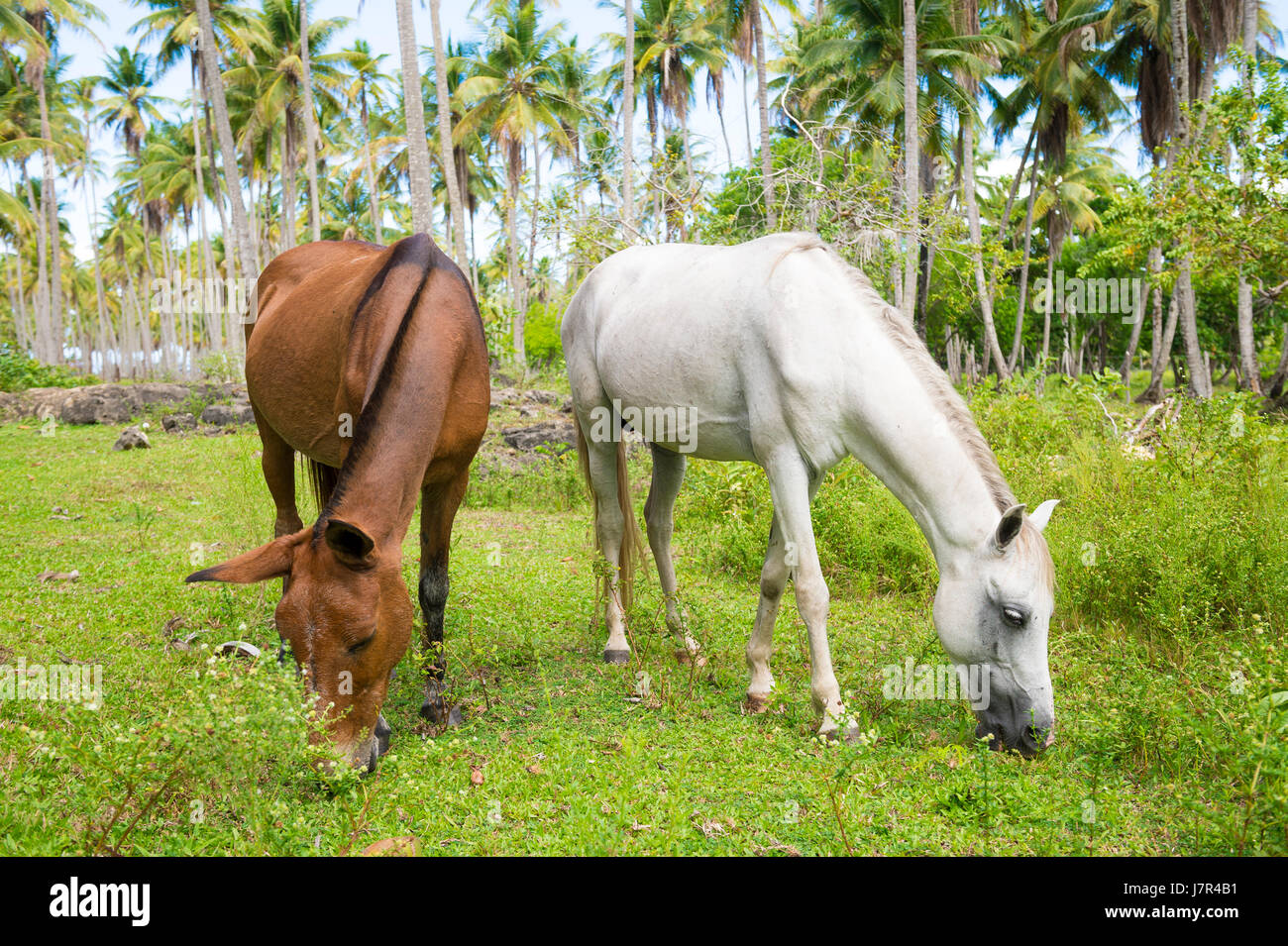 Cheval de travail brésilien et mule prendre un repos dans la verdure d'une plantation de palmiers tropicaux à Bahia, Brésil Banque D'Images