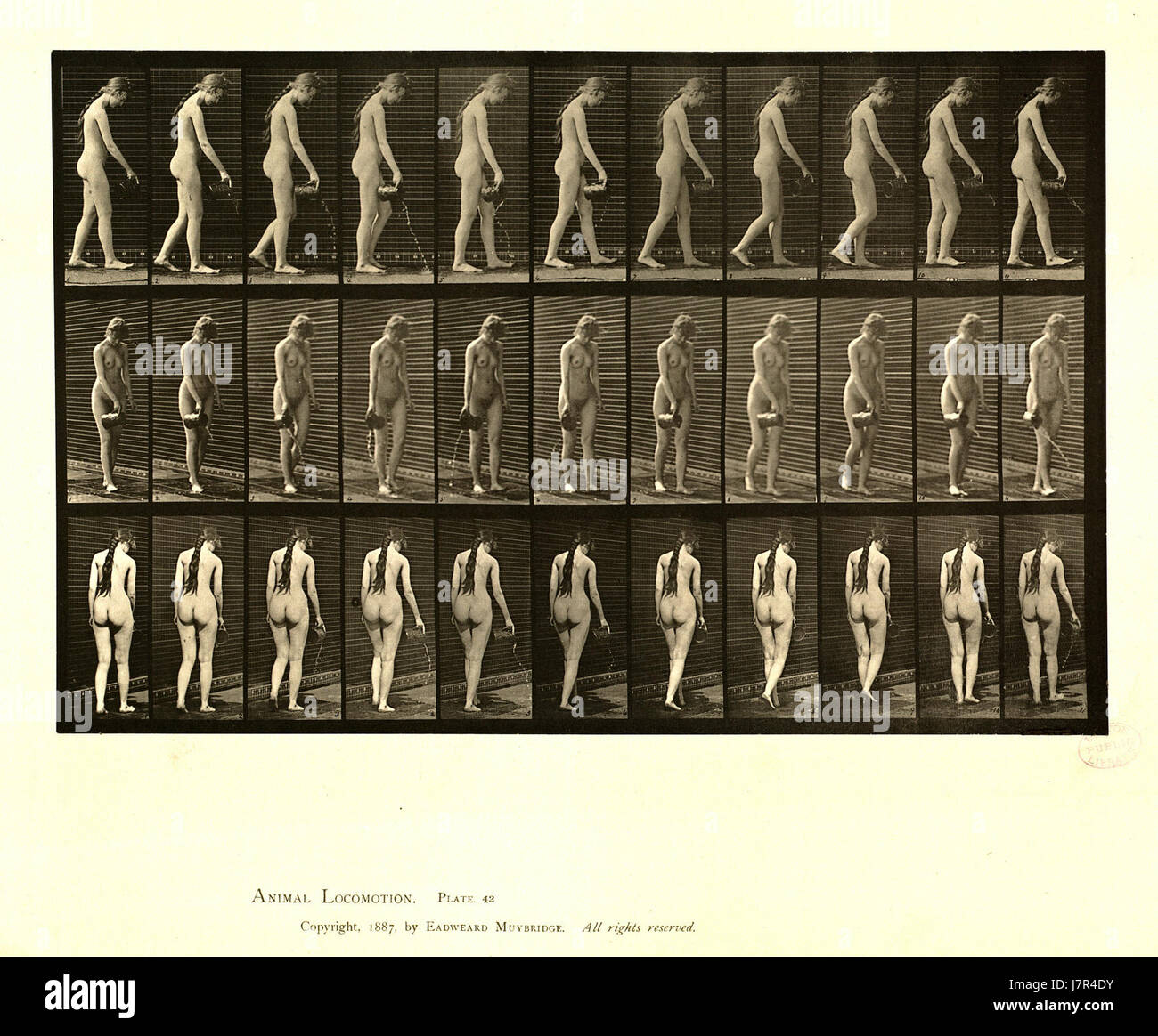 Animal locomotion. 42 de la plaque (Boston Public Library) Banque D'Images