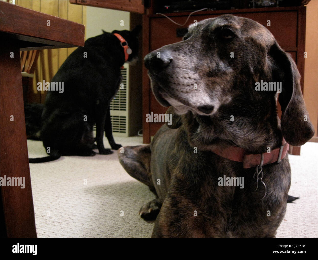 200936577 Hanging Out (3367259228) Banque D'Images