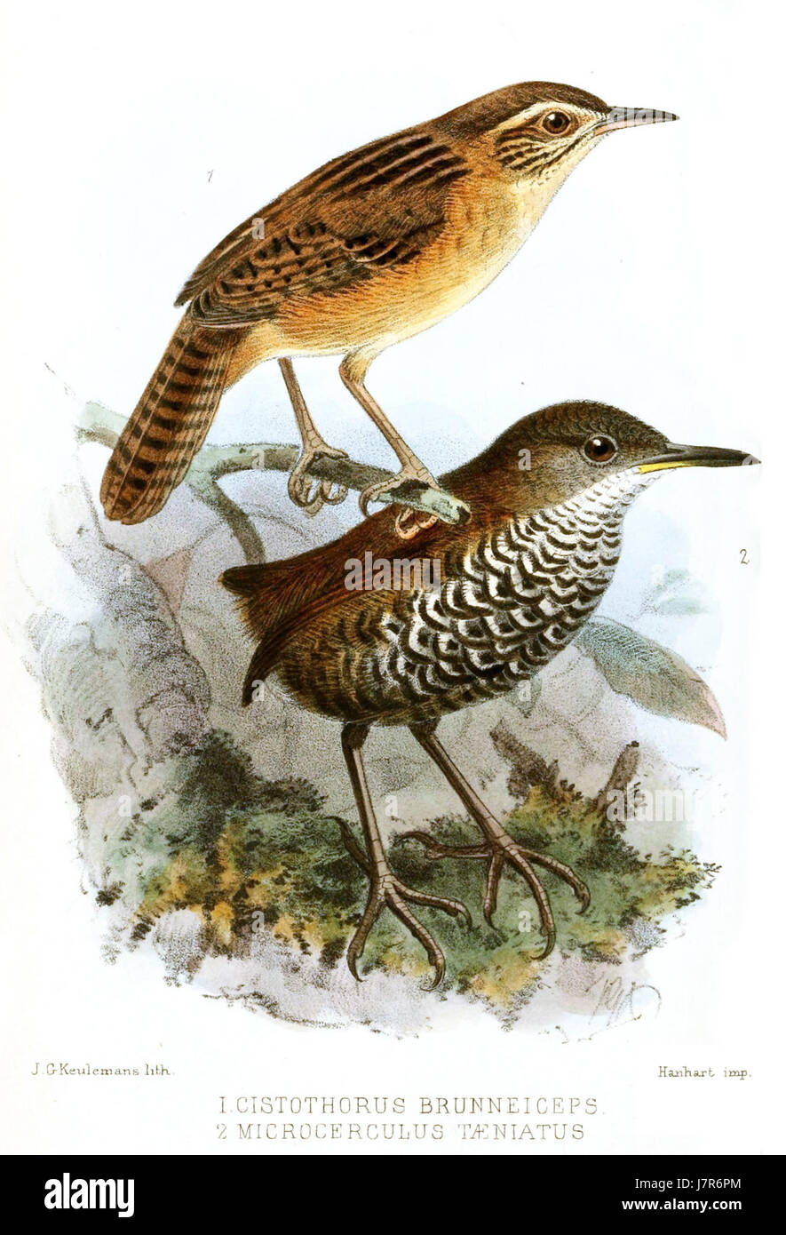 Cette illustration de Keulemans représente le Cistothorus microcerculus, une espèce d'oiseau originaire des Amériques. Connu pour sa petite taille et ses marques distinctives, il est couramment trouvé dans les milieux humides. Banque D'Images