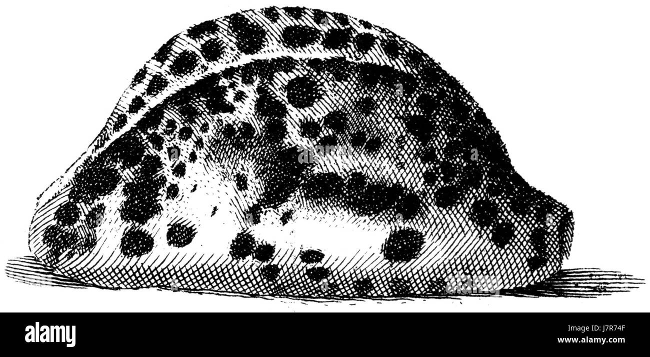 Chyprea tigris, communément appelé la cowrie tigrée, est un gastéropode marin trouvé dans la région Indo-Pacifique. Sa coquille distinctive, ornée de taches ressemblant à des tigres, est très prisée par les collectionneurs et les chercheurs. Banque D'Images