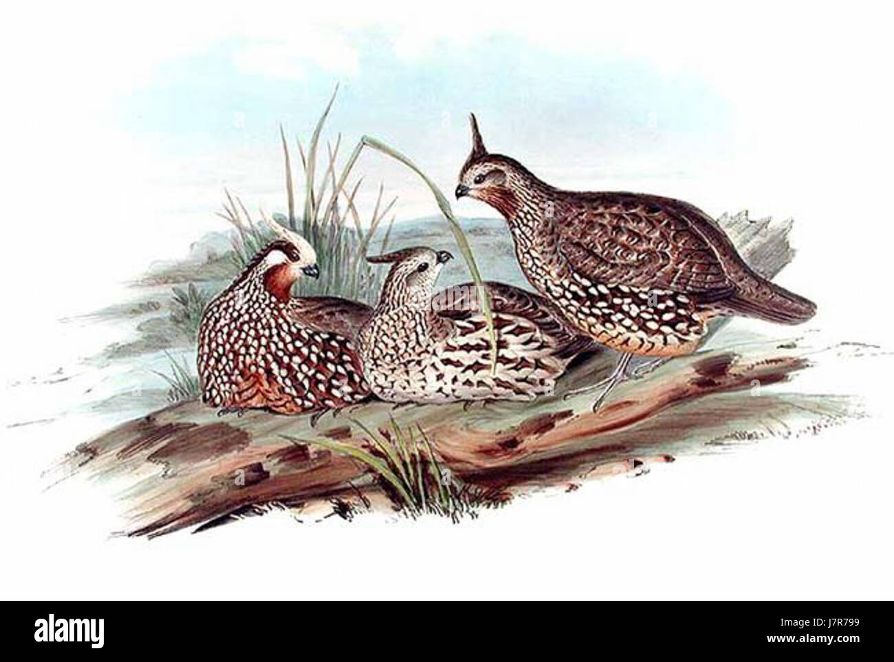 Colinus cristatus Banque D'Images