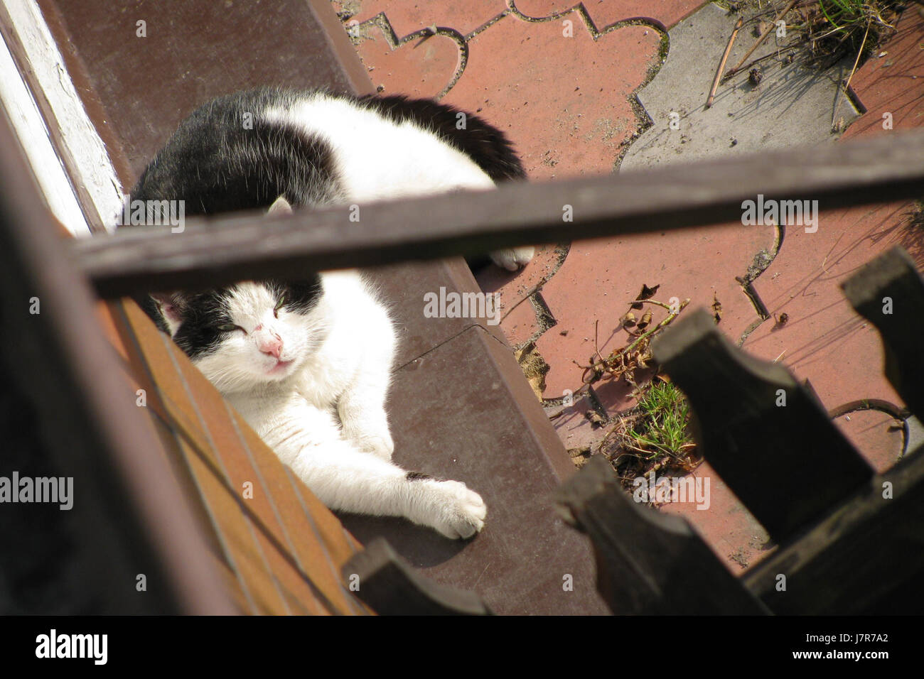 Un chat noir et blanc, connu pour sa coloration distincte, est un chat domestique commun. Son motif de fourrure, combinant des taches noires et blanches, est caractéristique de diverses races et est l'une des colorations les plus reconnaissables dans le monde félin. Banque D'Images