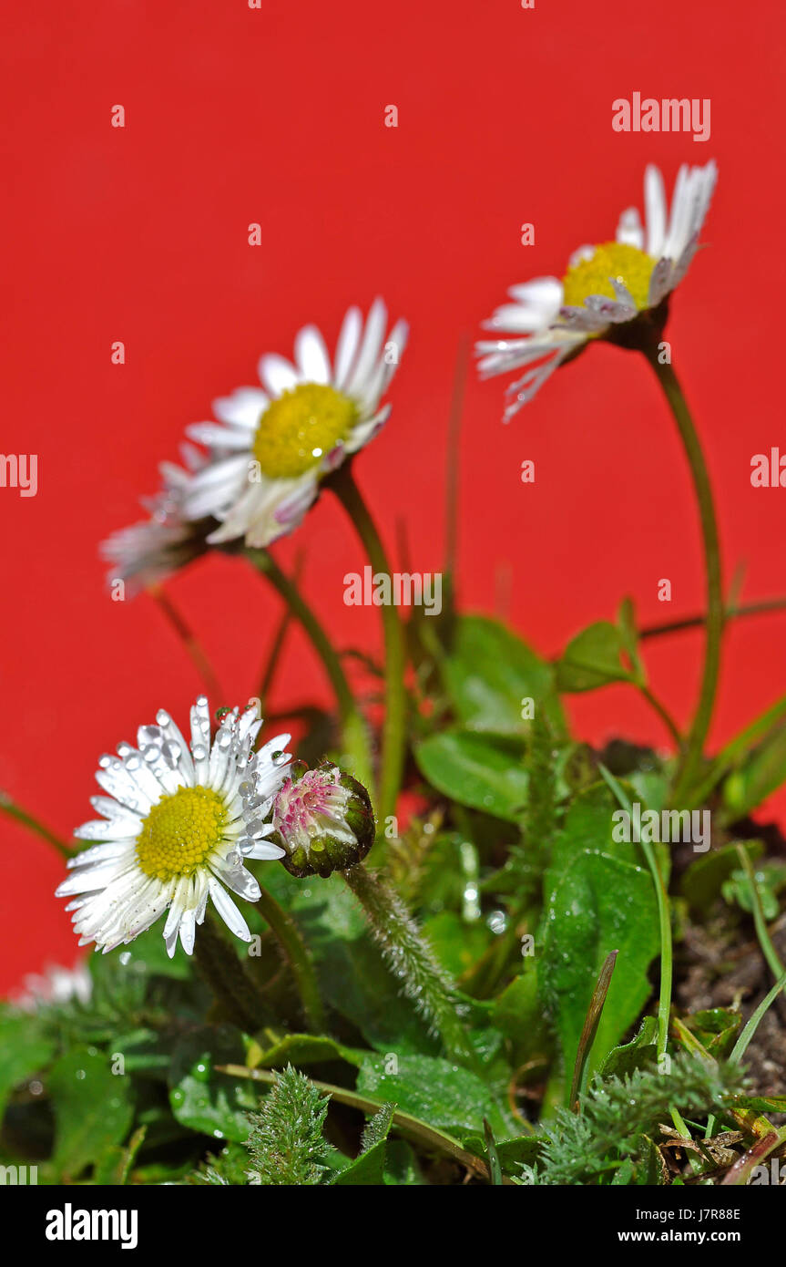Daisy fleurs toile fond fond rouge vert fleur s'épanouir épanouissement Banque D'Images