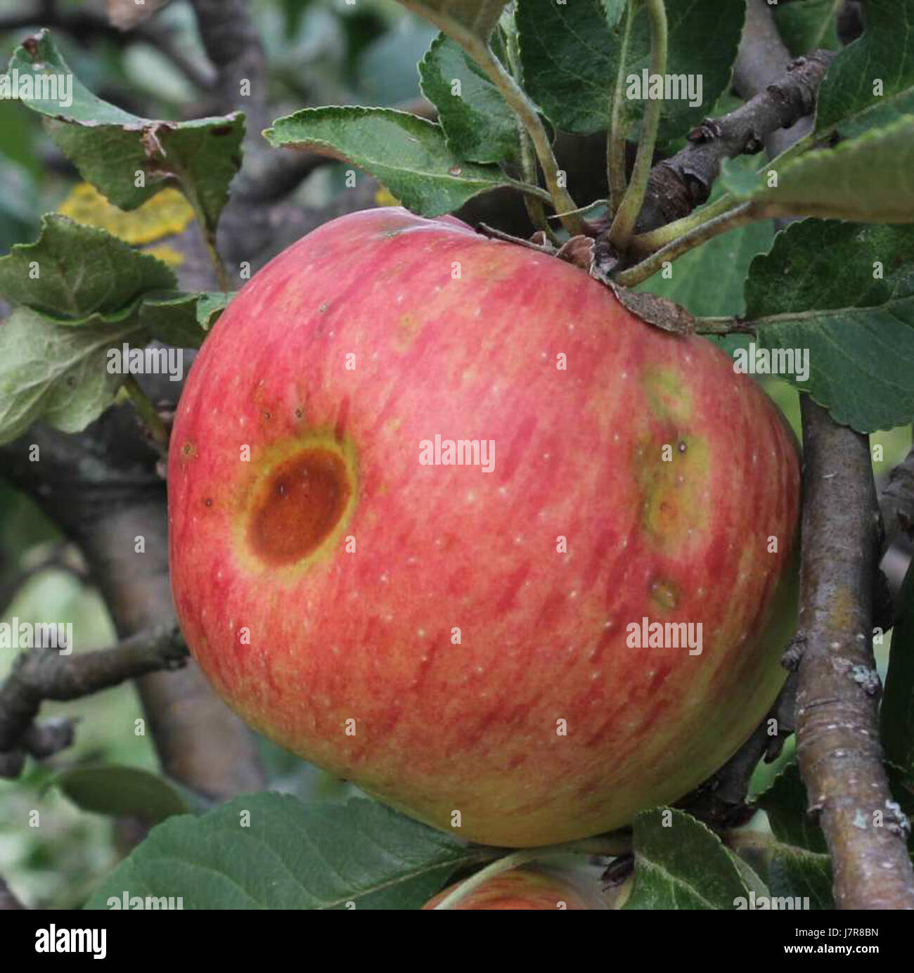 201208179999 32u Banque D'Images