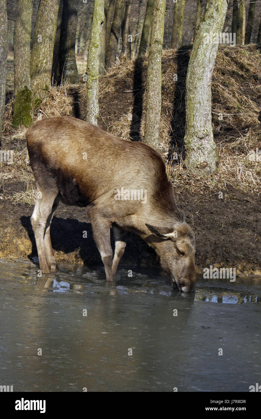 Les wapitis bull mammifère animal eaux bull Europe Asie portrait vache humide de l'eau fraîche Banque D'Images