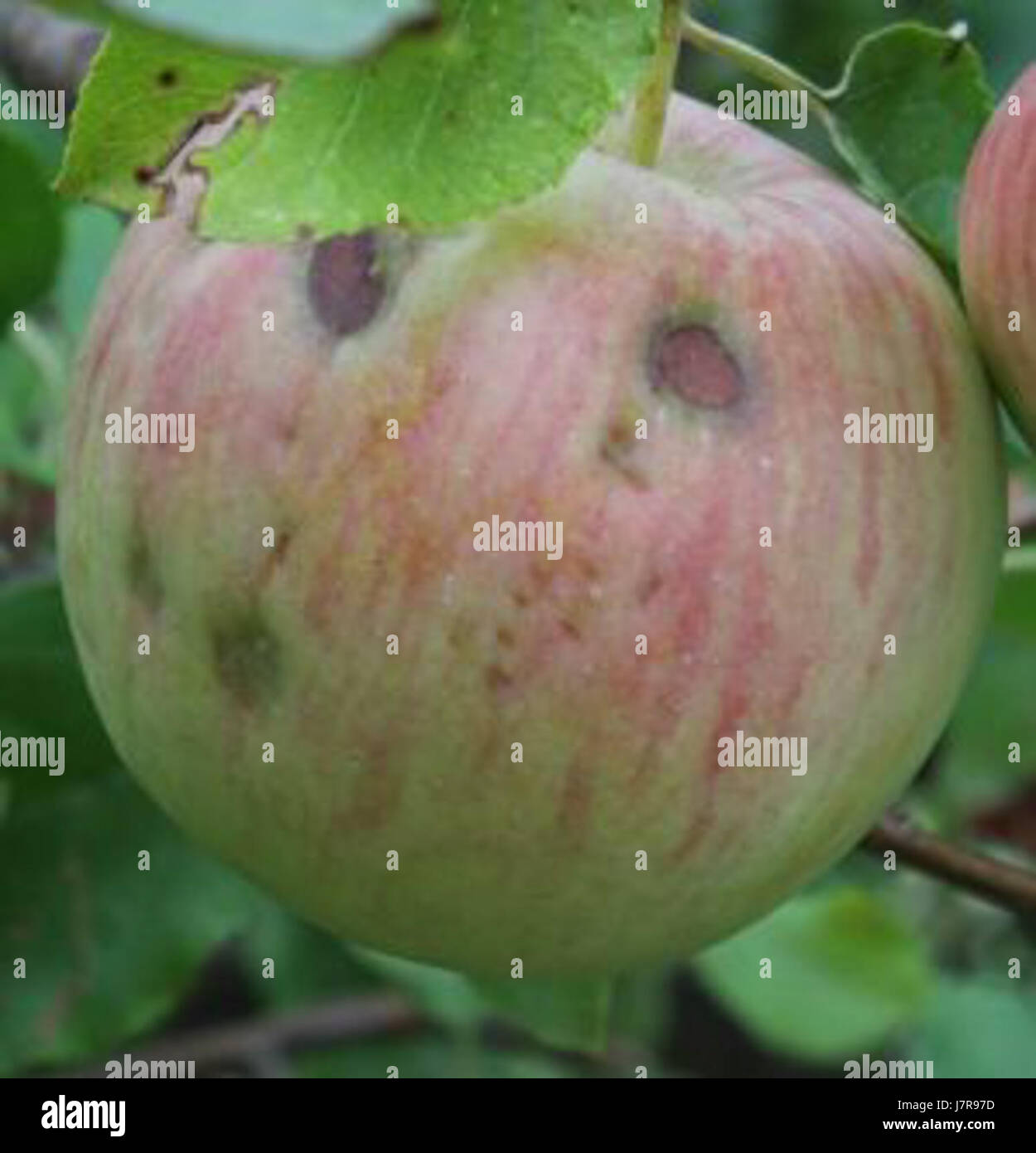 201208179999 26u Banque D'Images