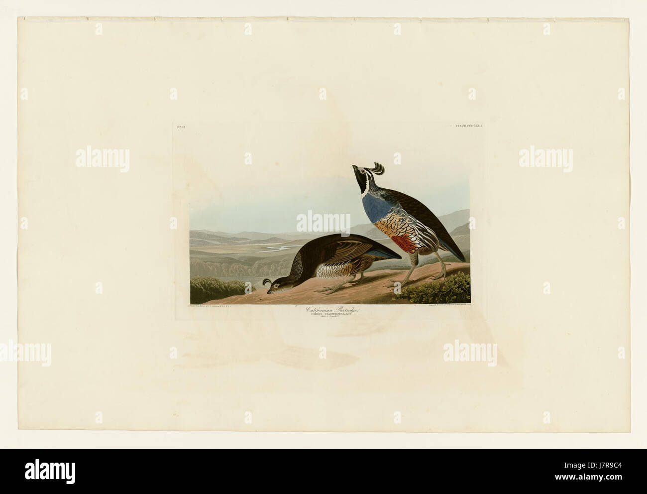 413 California Partridge Banque D'Images