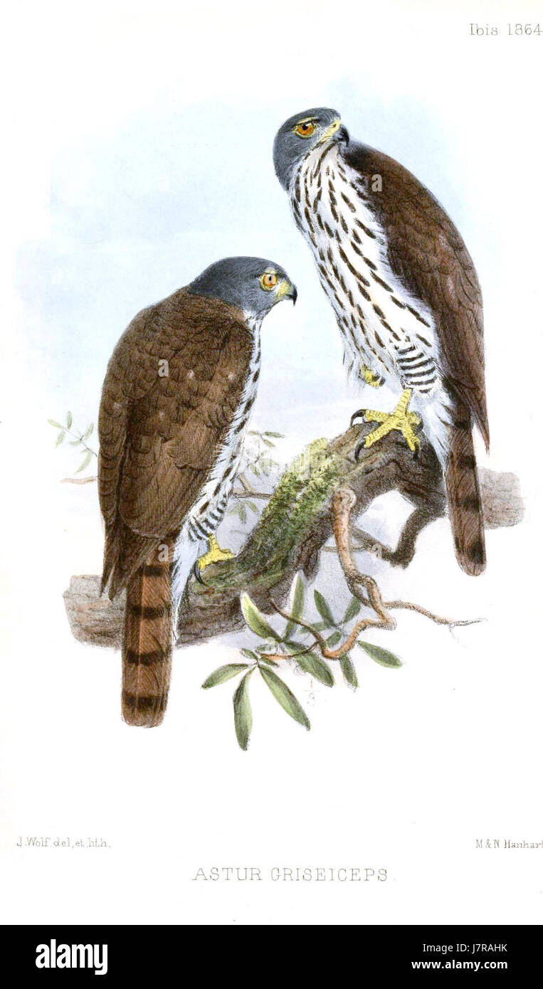 Astur griseiceps est une espèce de loup que l'on trouve dans certaines régions d'Espagne. Il est connu pour ses traits physiques distincts et joue un rôle important dans les écosystèmes locaux en tant que prédateur et partie de la faune naturelle. Banque D'Images Astur griseiceps est une espèce de loup que l'on trouve dans certaines régions d'Espagne. Il est connu pour ses traits physiques distincts et joue un rôle important dans les écosystèmes locaux en tant que prédateur et partie de la faune naturelle. Banque D'Images