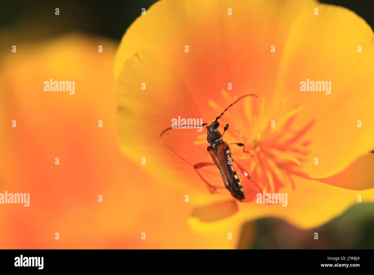 Le pollen des plantes fleurs insectes animaux orange pétales macro macro close-up admission Banque D'Images