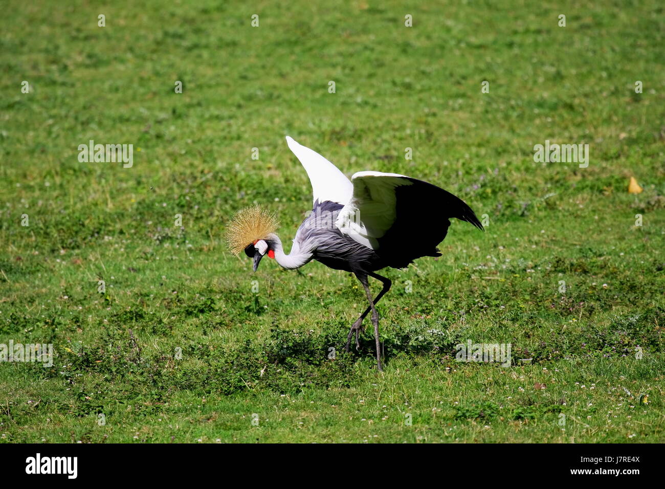 Blue belle beauteously gros plan nice tree park Afrique sauvage faune animaux oiseaux Banque D'Images