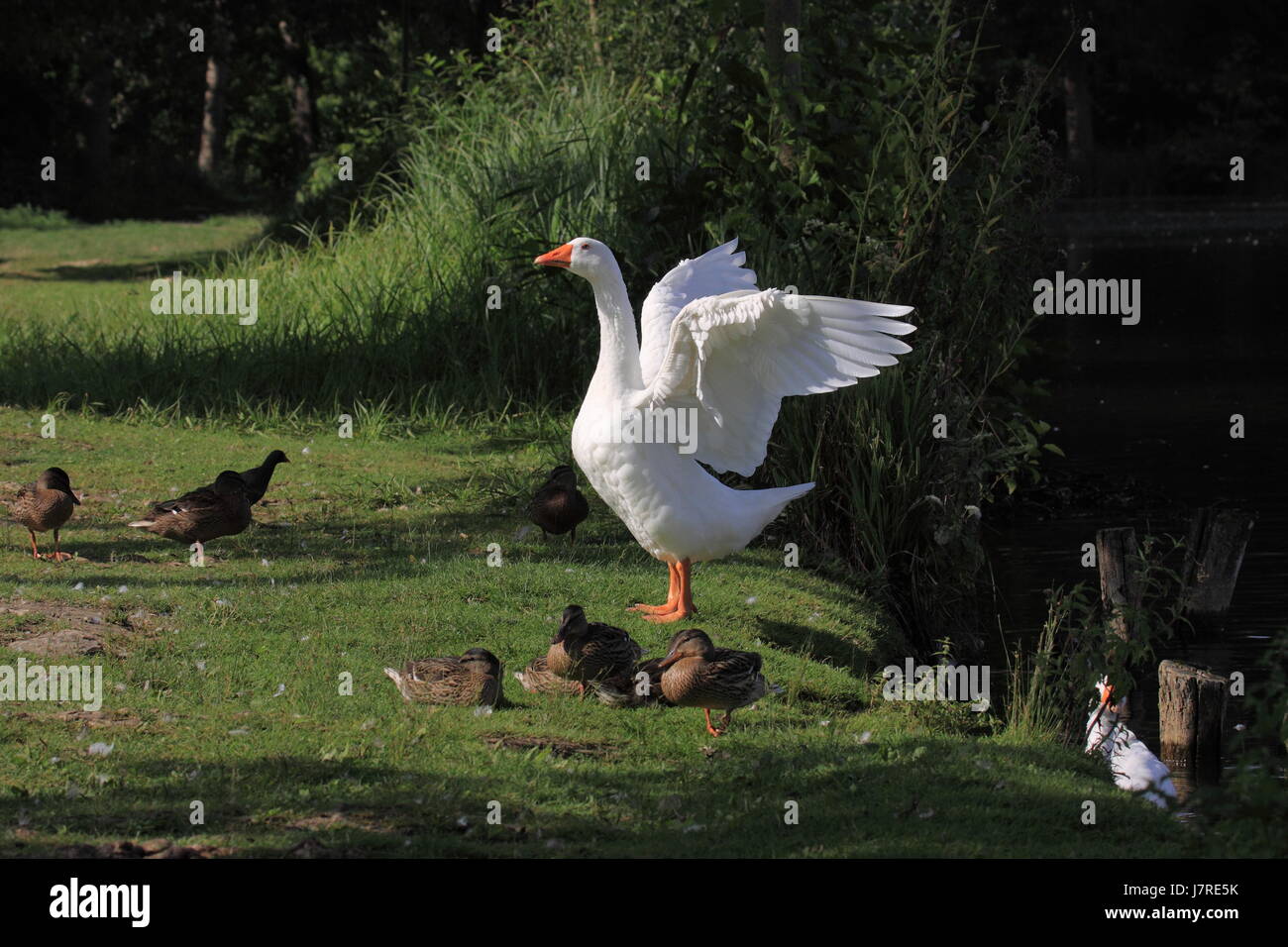 Belle beauteously isolé nice vol parc animaux oiseaux neige sauvage faune Banque D'Images