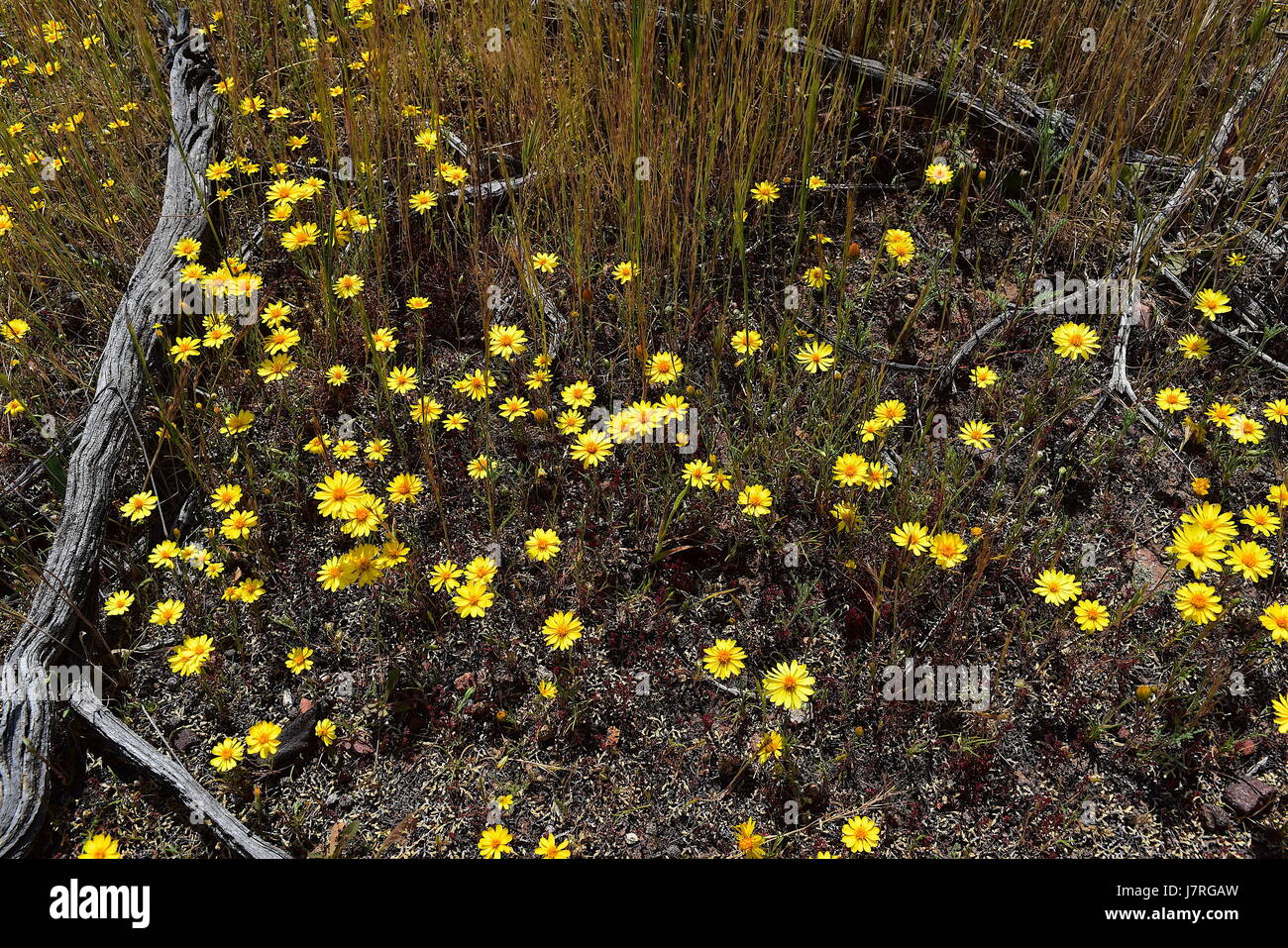 Goldfield fleurs autour de troncs morts chamise Banque D'Images