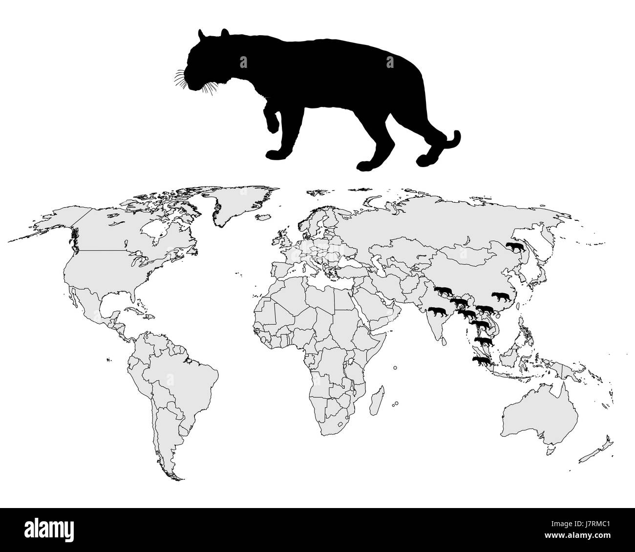 En option signal signe animal asia grand chat noir prédateur félin jetblack basané Banque D'Images