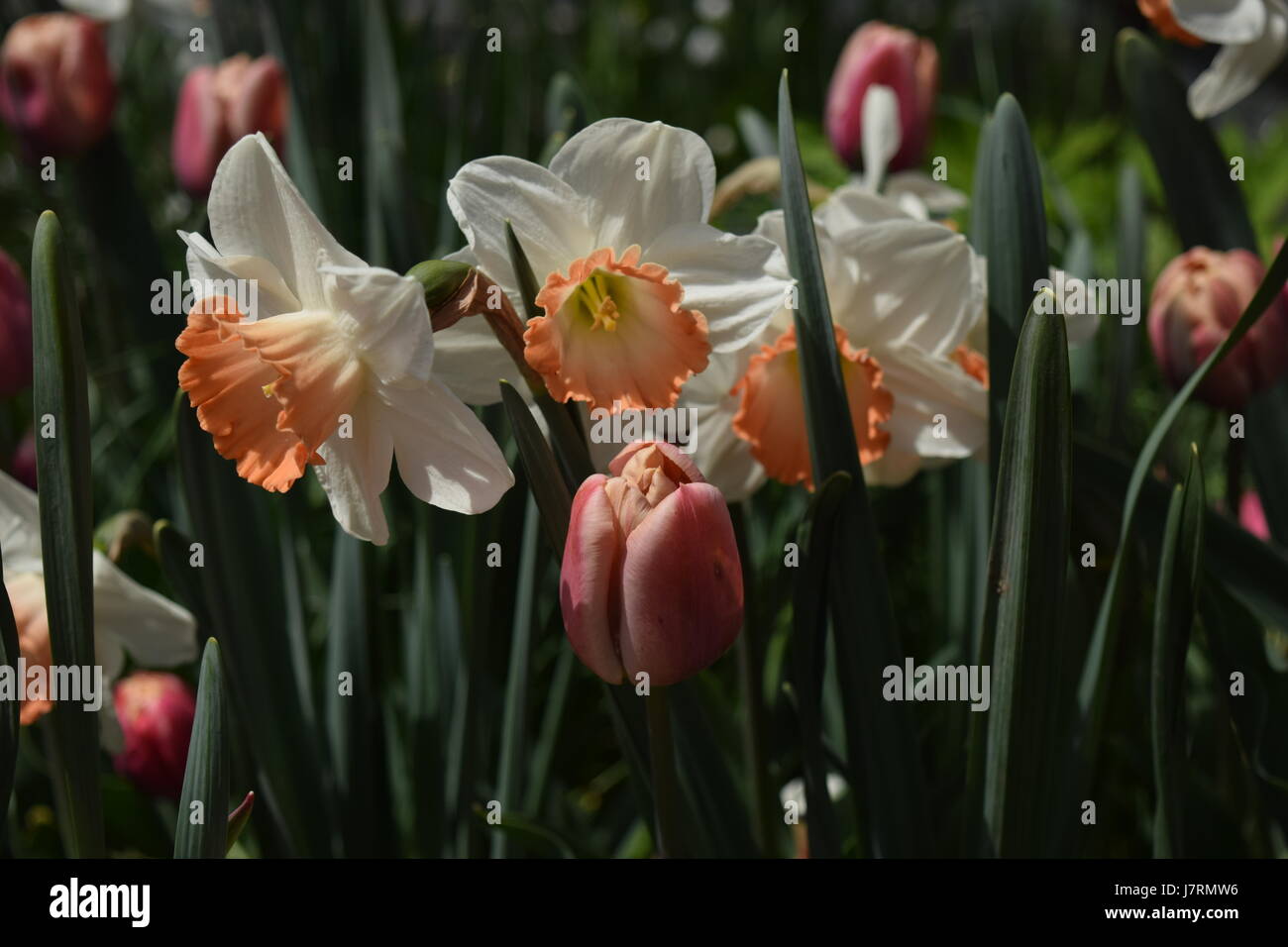 Beauté de printemps dans un parc urbain Banque D'Images