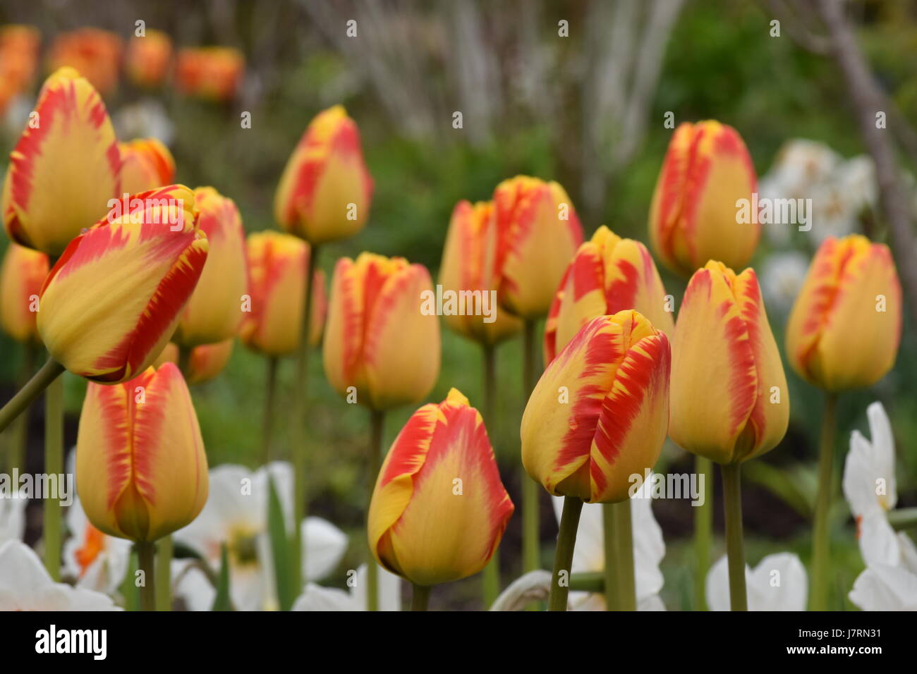 Beauté de printemps dans un parc urbain Banque D'Images