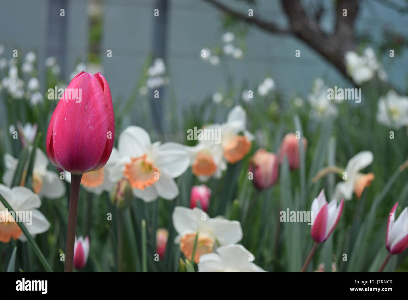 Beauté de printemps dans un parc urbain Banque D'Images