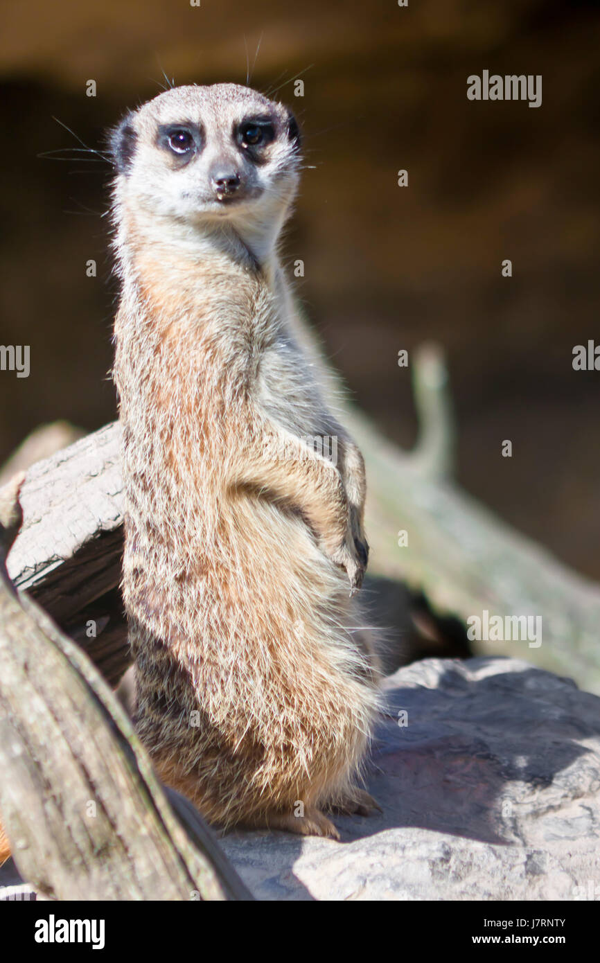 Vérifier à surveiller les suricates meerkat sentinelle garde attention vérifier mammal Banque D'Images