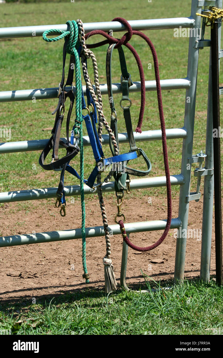 L',peu,métal,corde,corral,clôture,cheval,vert,rênes leathergrass,bridel Banque D'Images