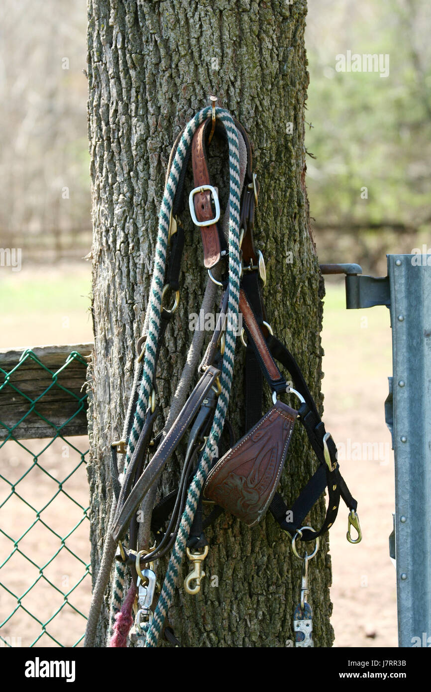 L',peu,métal,corde,corral,clôture,cheval,vert,rênes leathergrass,bridel Banque D'Images