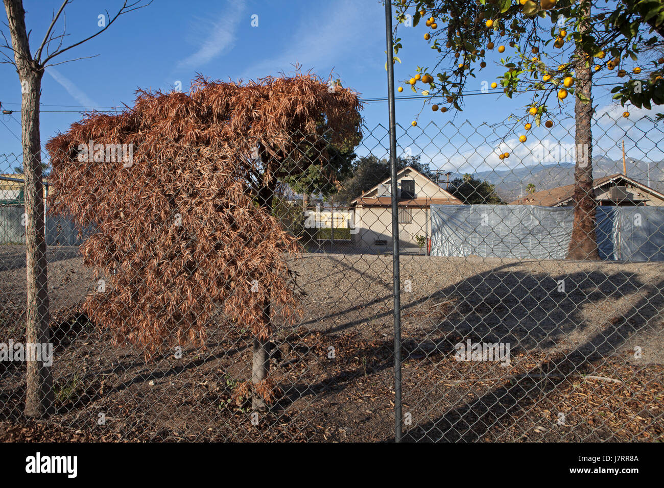 Arbre mort et jardin sur Walnut Street, Pasadena, CA Banque D'Images