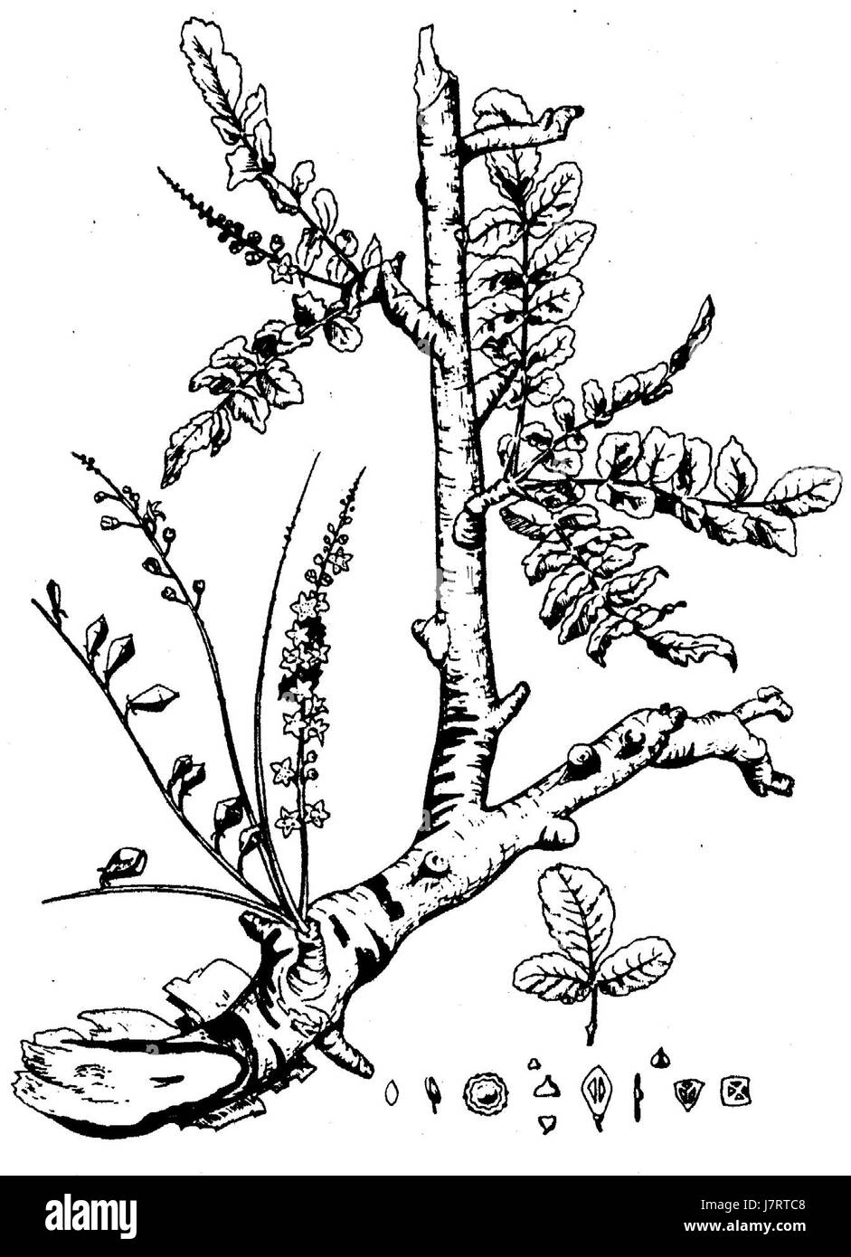 L'illustration intitulée 'Boswellia sacra Disegno' de carter présente l'arbre Boswellia sacra, célèbre pour sa production d'encens. Le dessin fournit un regard détaillé sur les espèces végétales, ce qui est important dans les utilisations aromatiques et médicinales. Banque D'Images